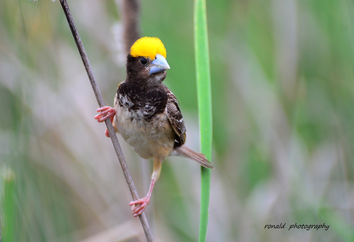 Streaked Weaver