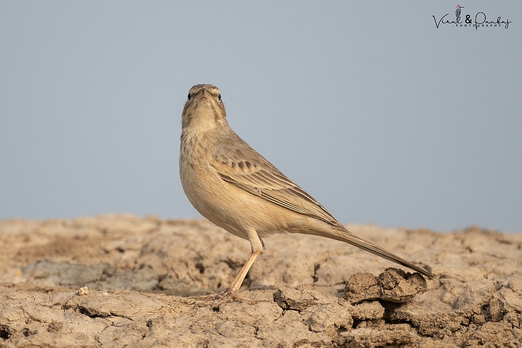 Long-billed Pipit