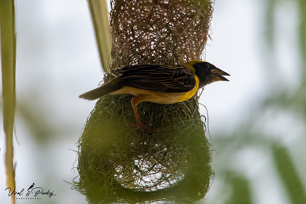Baya Weaver