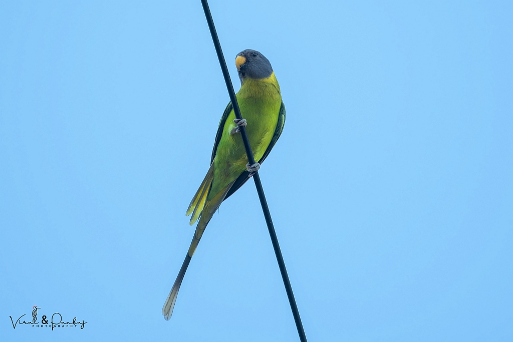 Plum-headed Parakeet