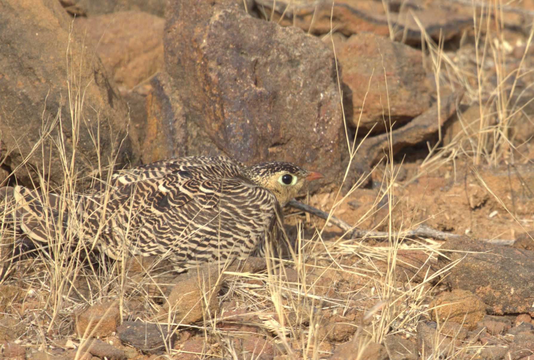 Painted Sandgrouse