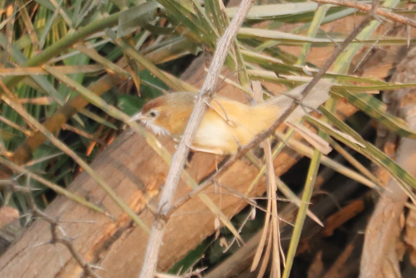 Tawny-bellied Babbler