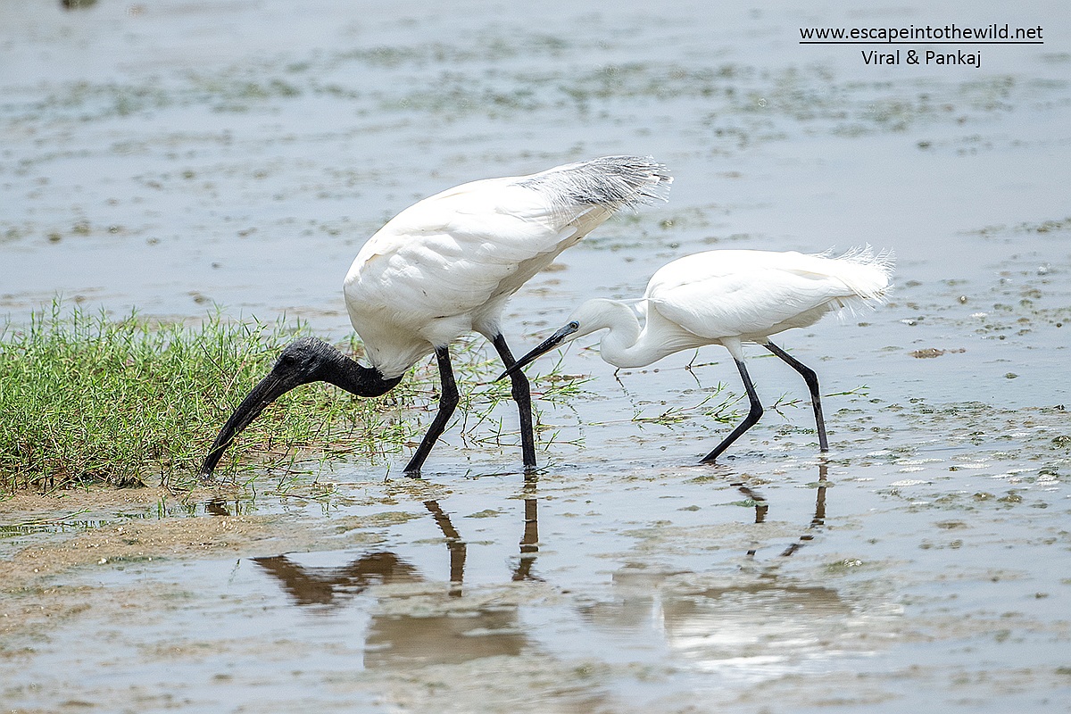 Black-headed Ibis