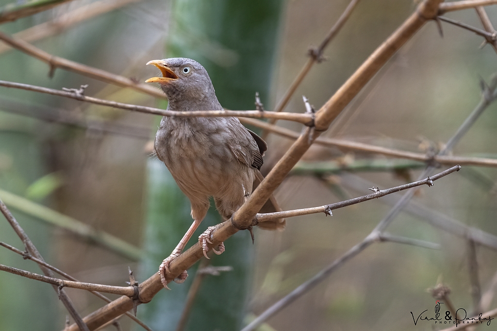 Jungle Babbler
