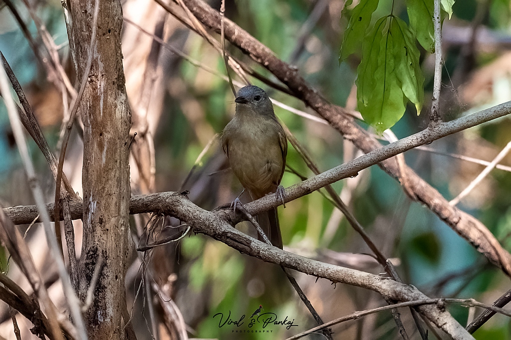 Brown-cheeked Fulvetta