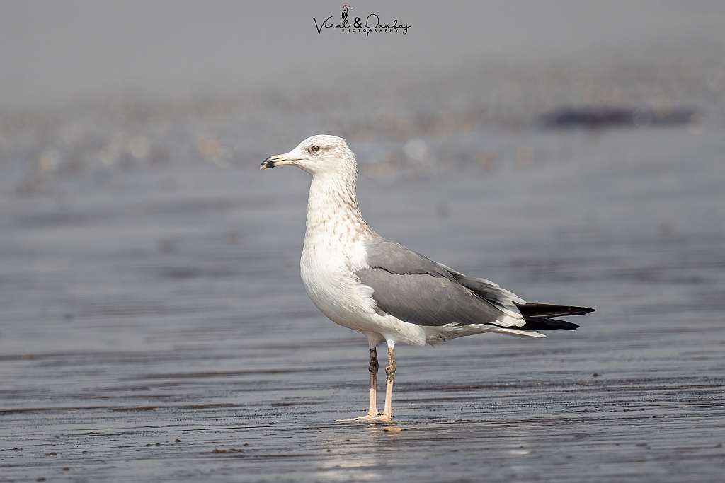 Heuglin's Gull 