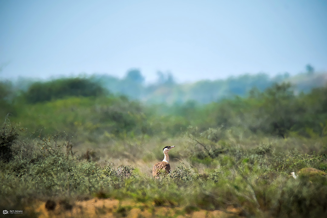 Great Indian Bustard