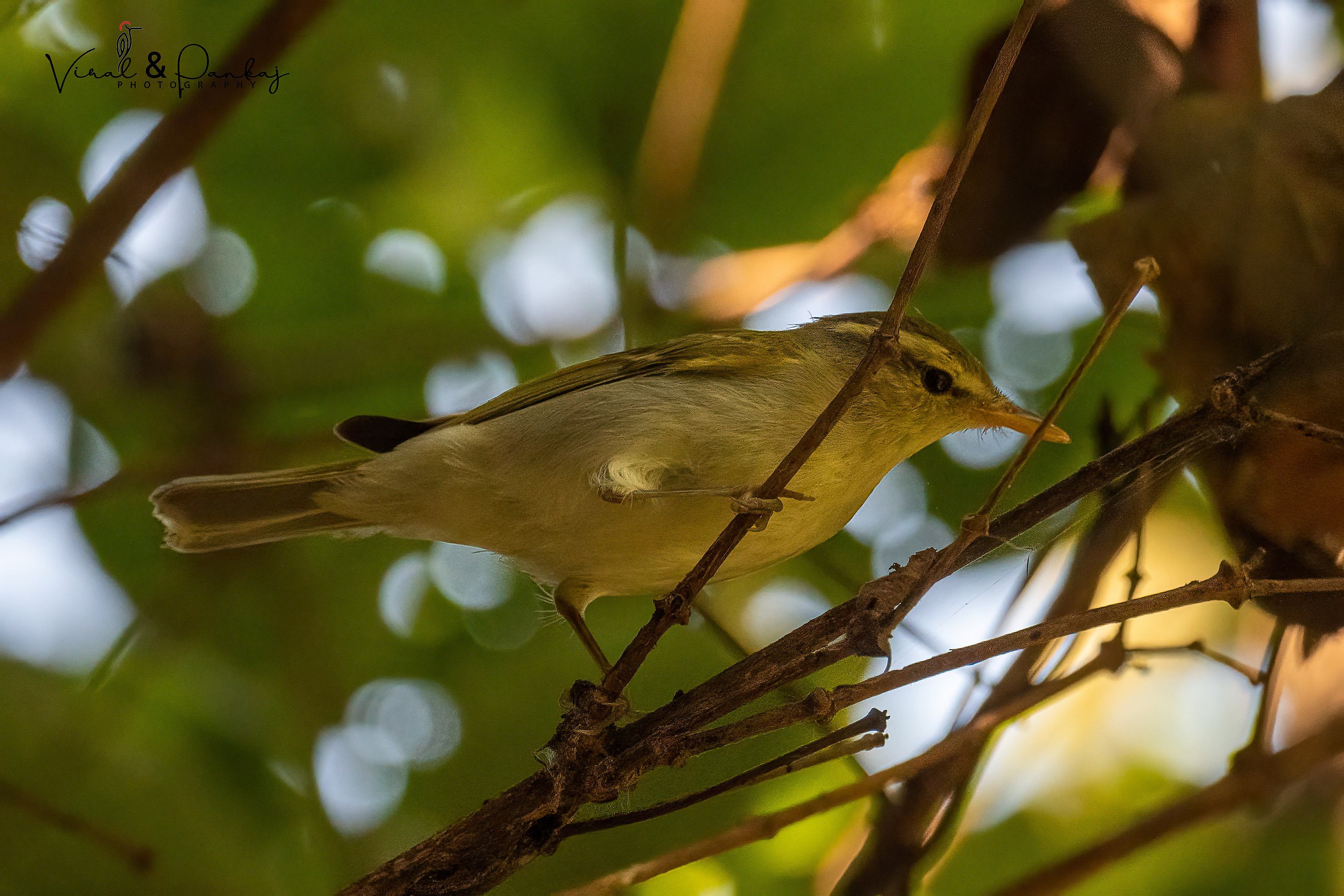 Greenish Warbler