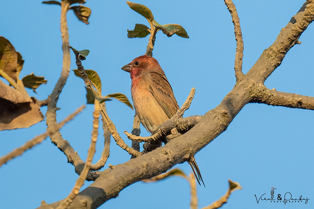 Common Rosefinch