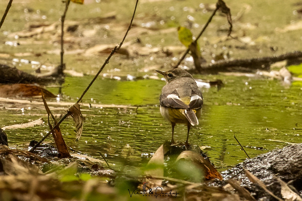 Grey Wagtail