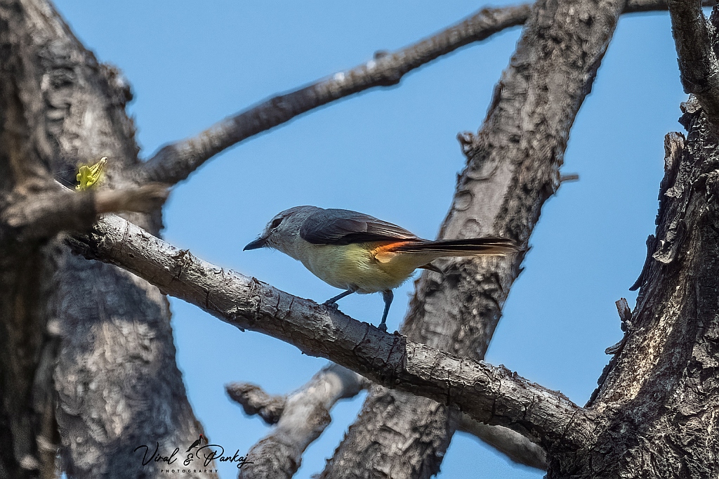 Small Minivet