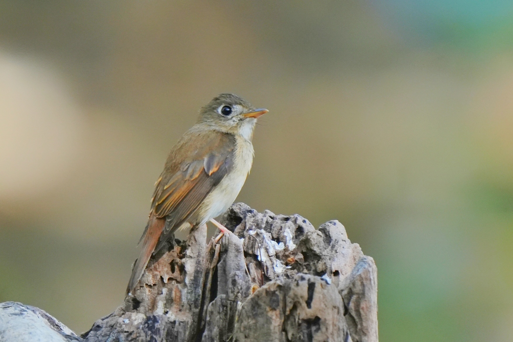 Brown-breasted Flycatcher
