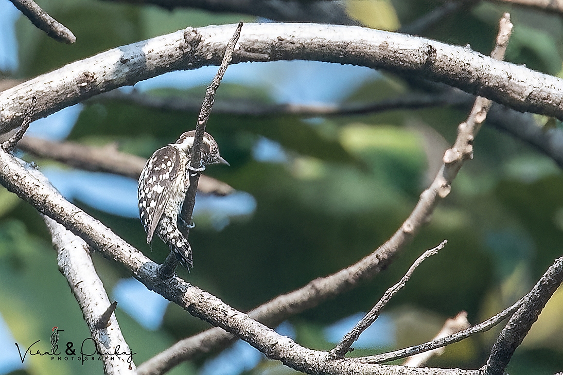Brown-capped Pygmy Woodpecker