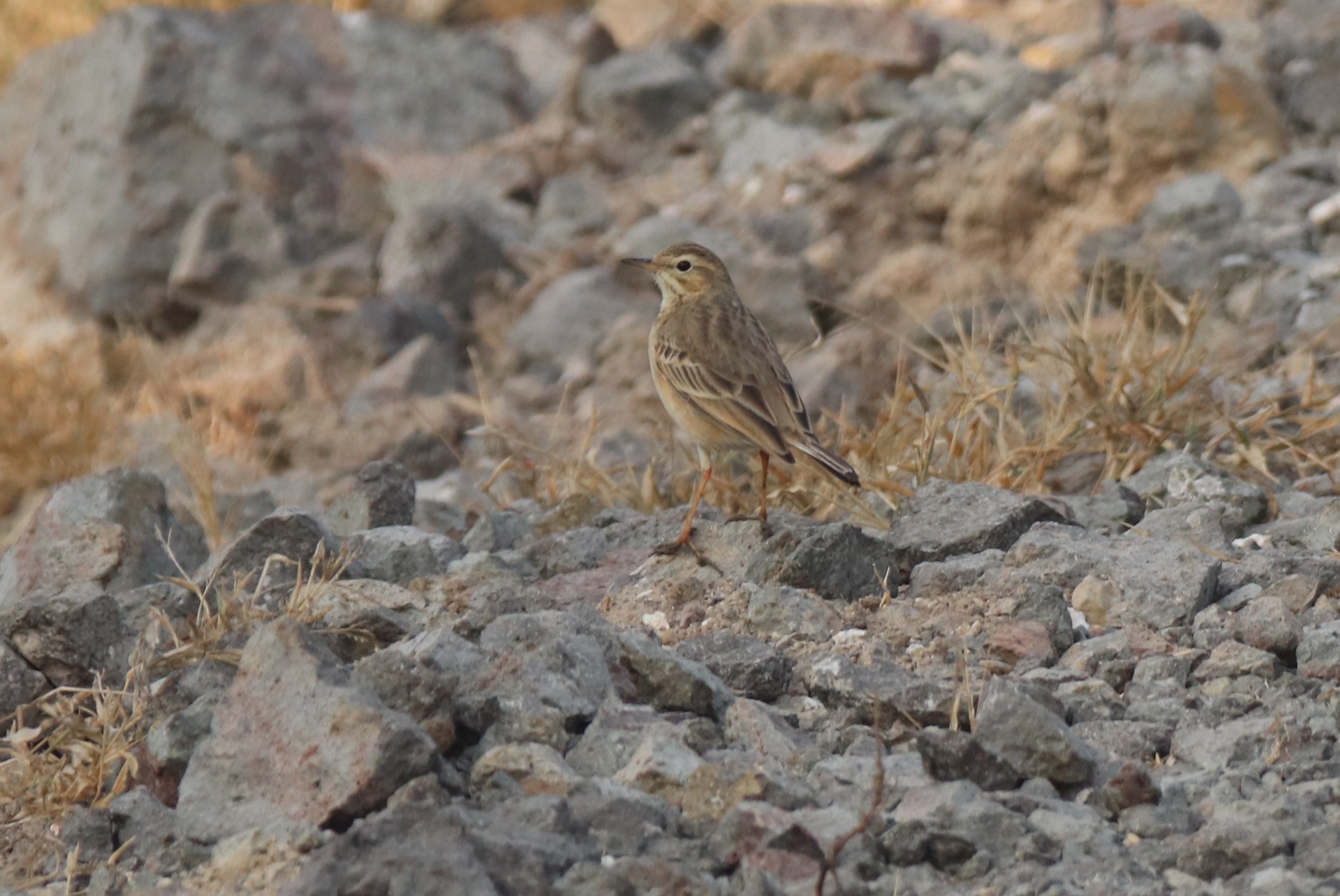 Tawny Pipit