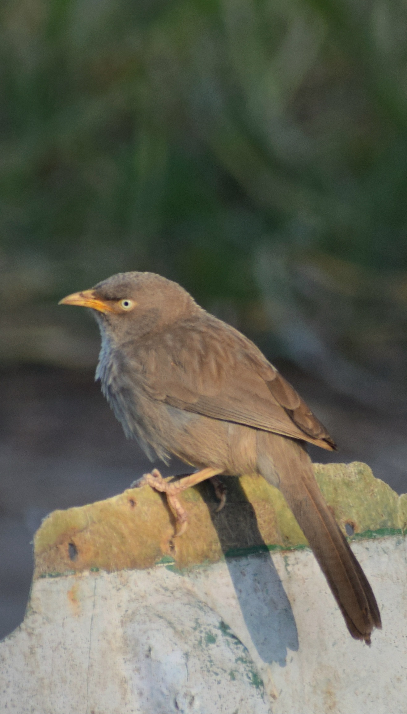 Jungle Babbler
