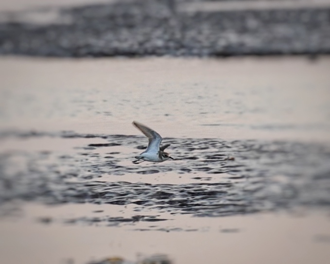 Sanderling