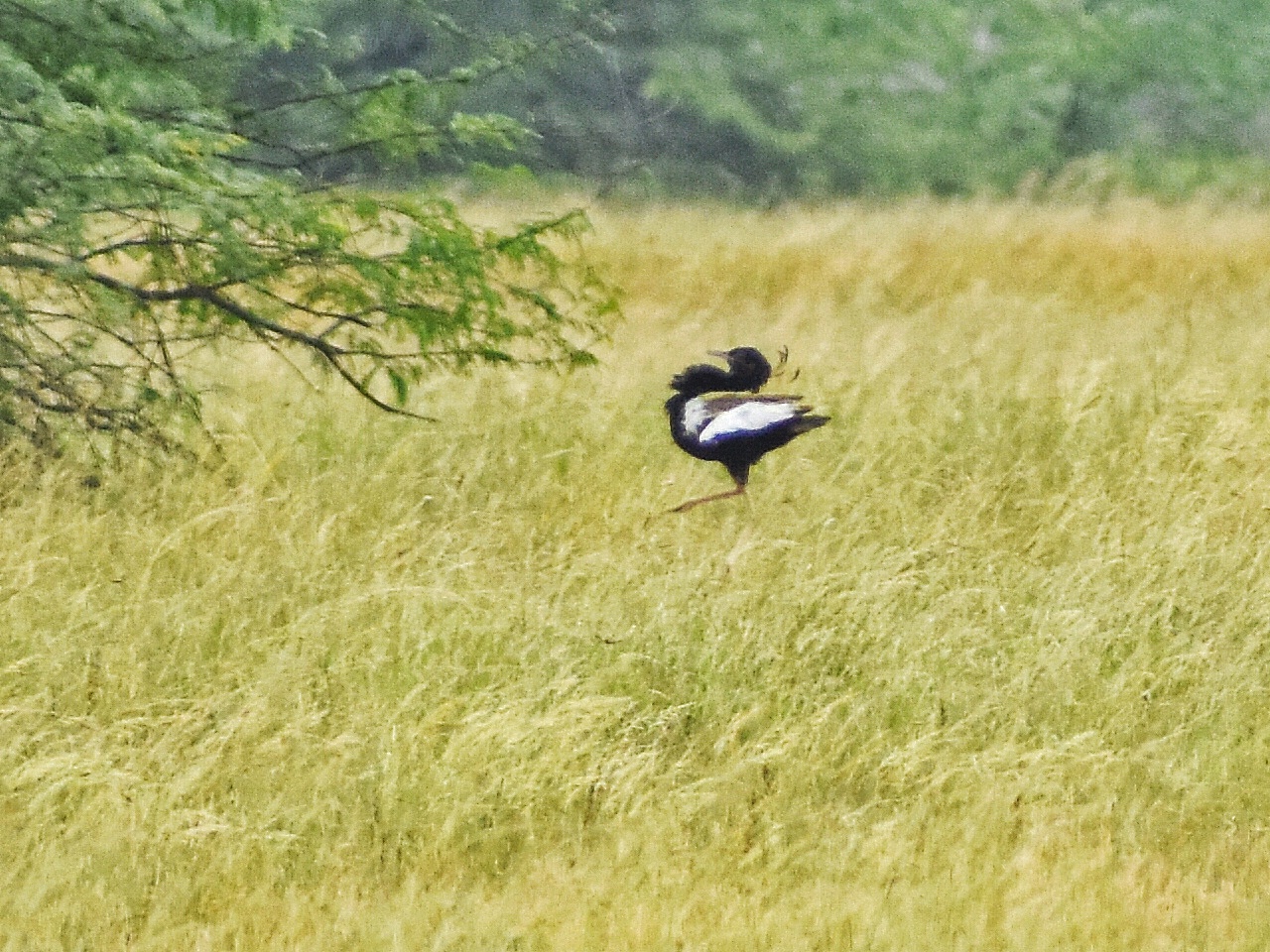 Lesser Florican