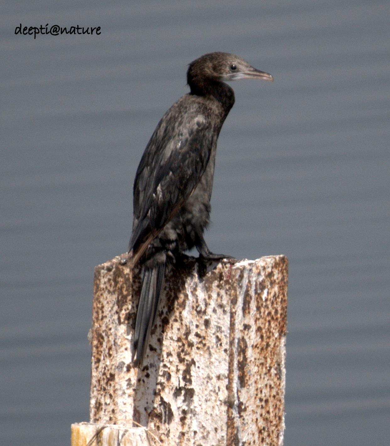 Little Cormorant