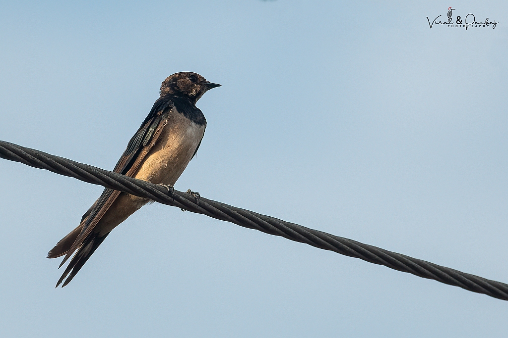 Barn Swallow