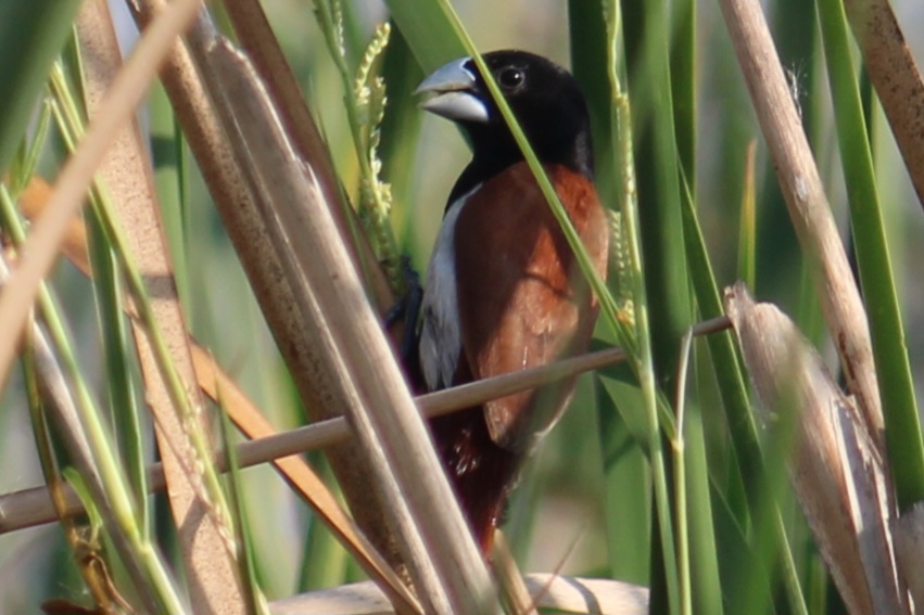 Black-headed Munia