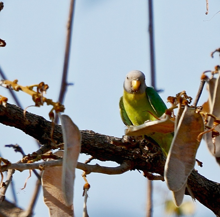 Plum-headed Parakeet