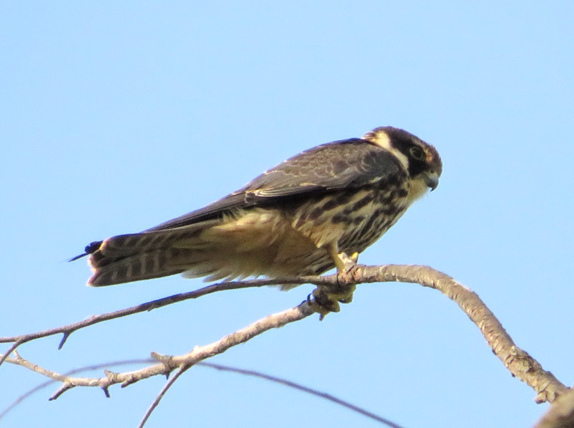Eurasian Hobby