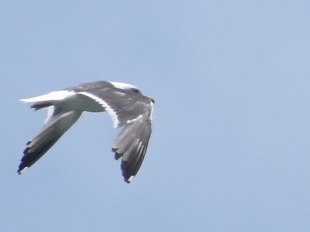 Lesser Black-backed Gull