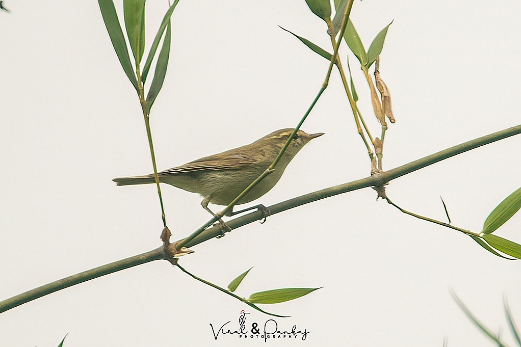 Greenish Warbler