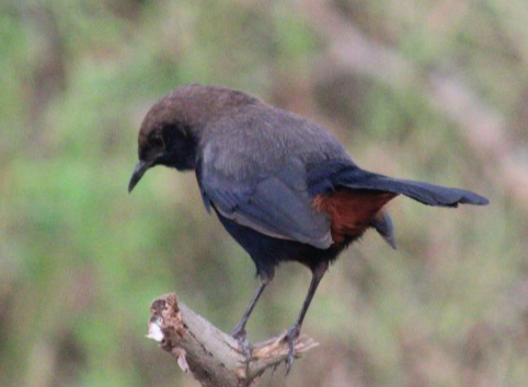 Indian Robin