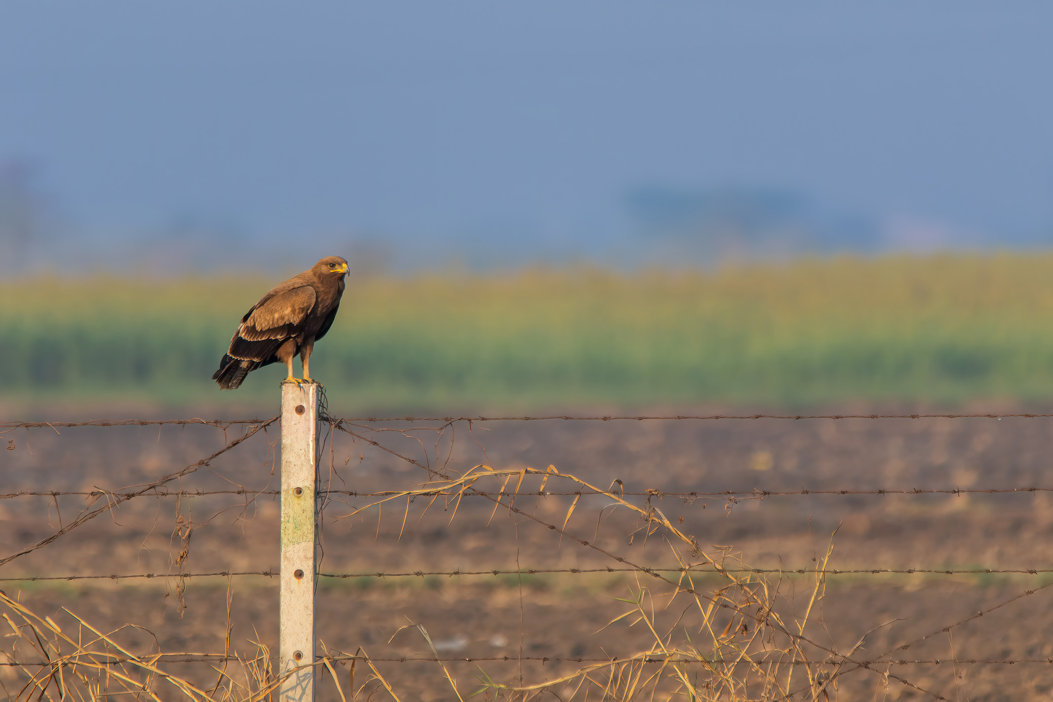 Steppe Eagle