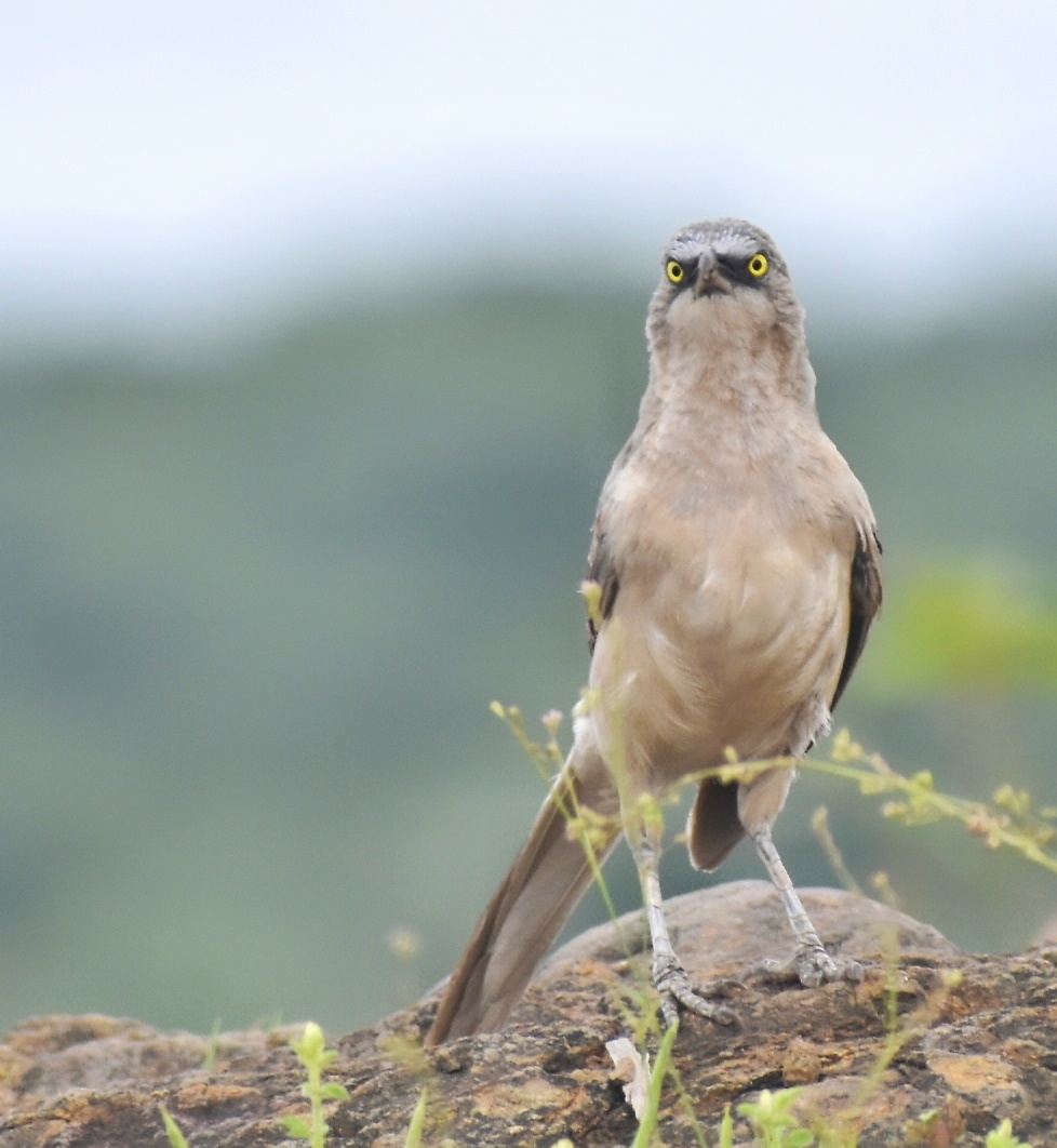 Large Grey Babbler
