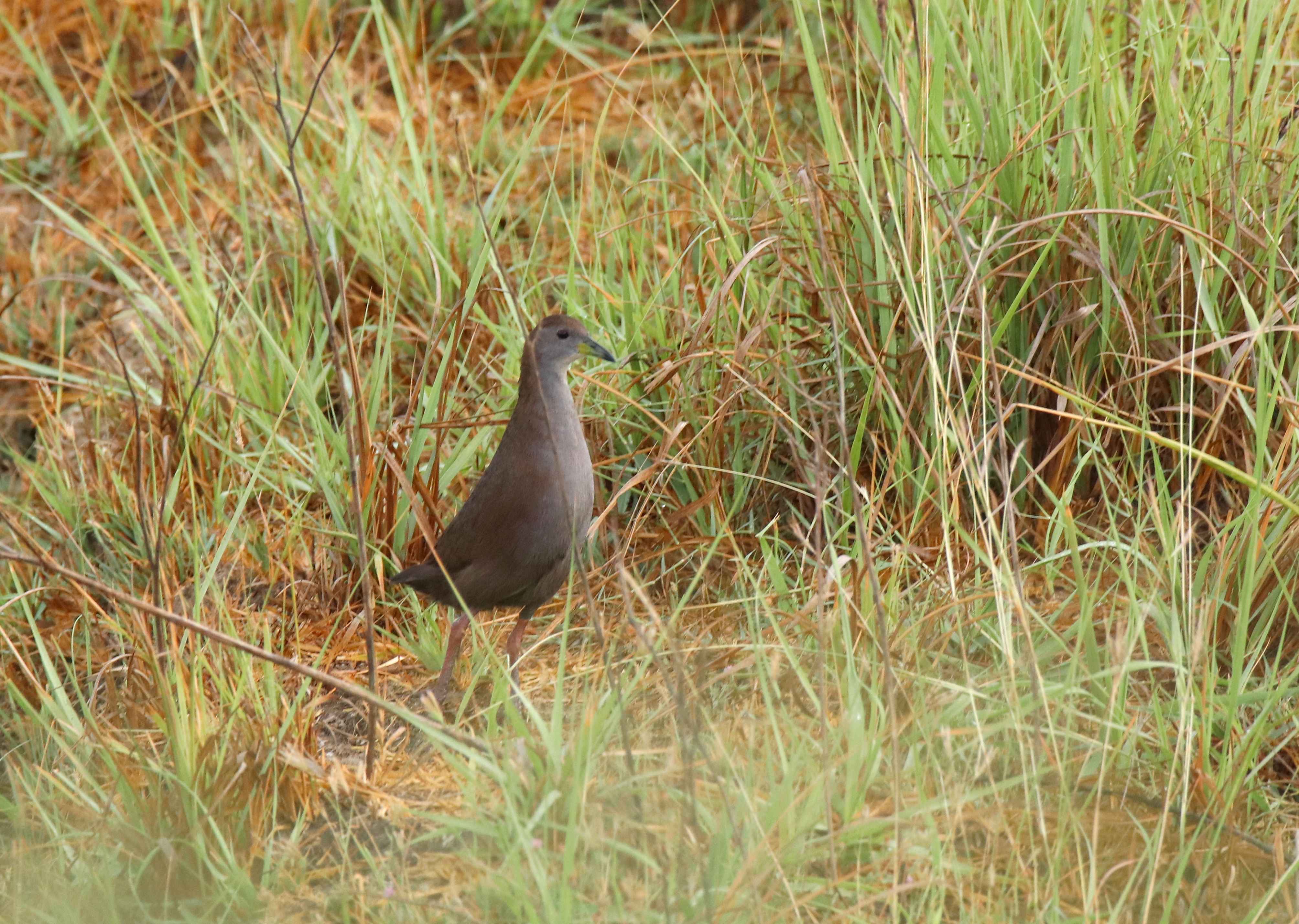 Brown Crake