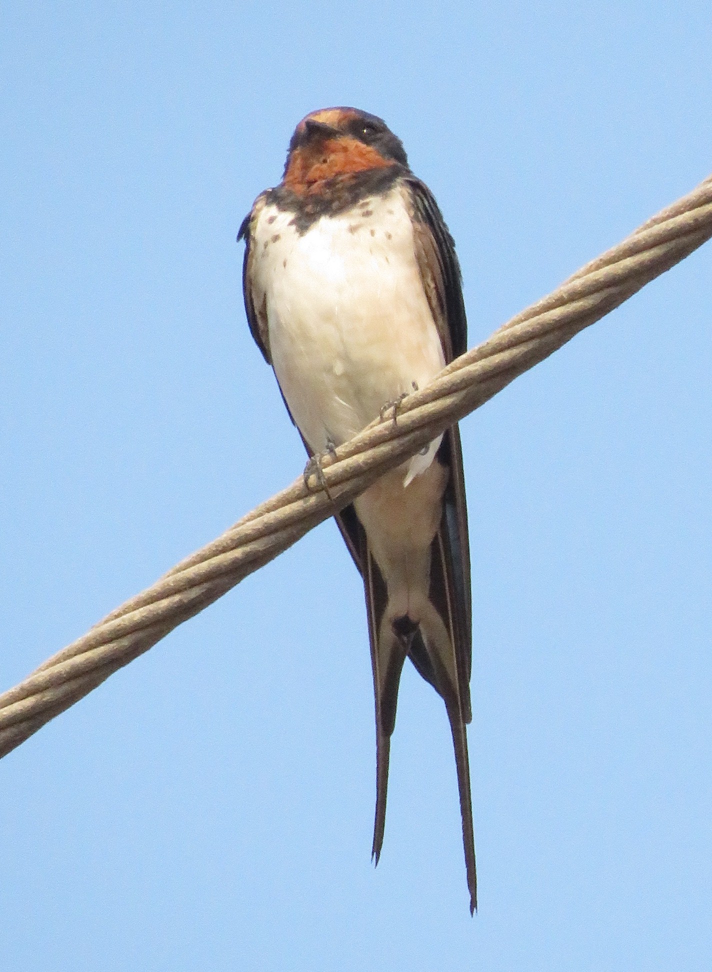 Barn Swallow