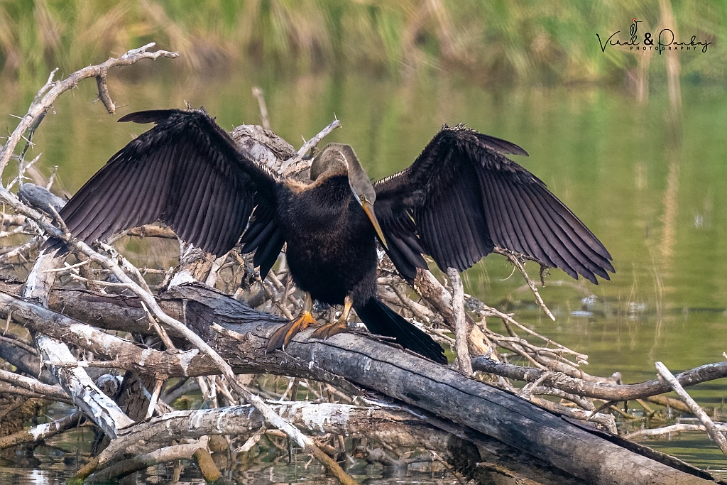 Oriental Darter