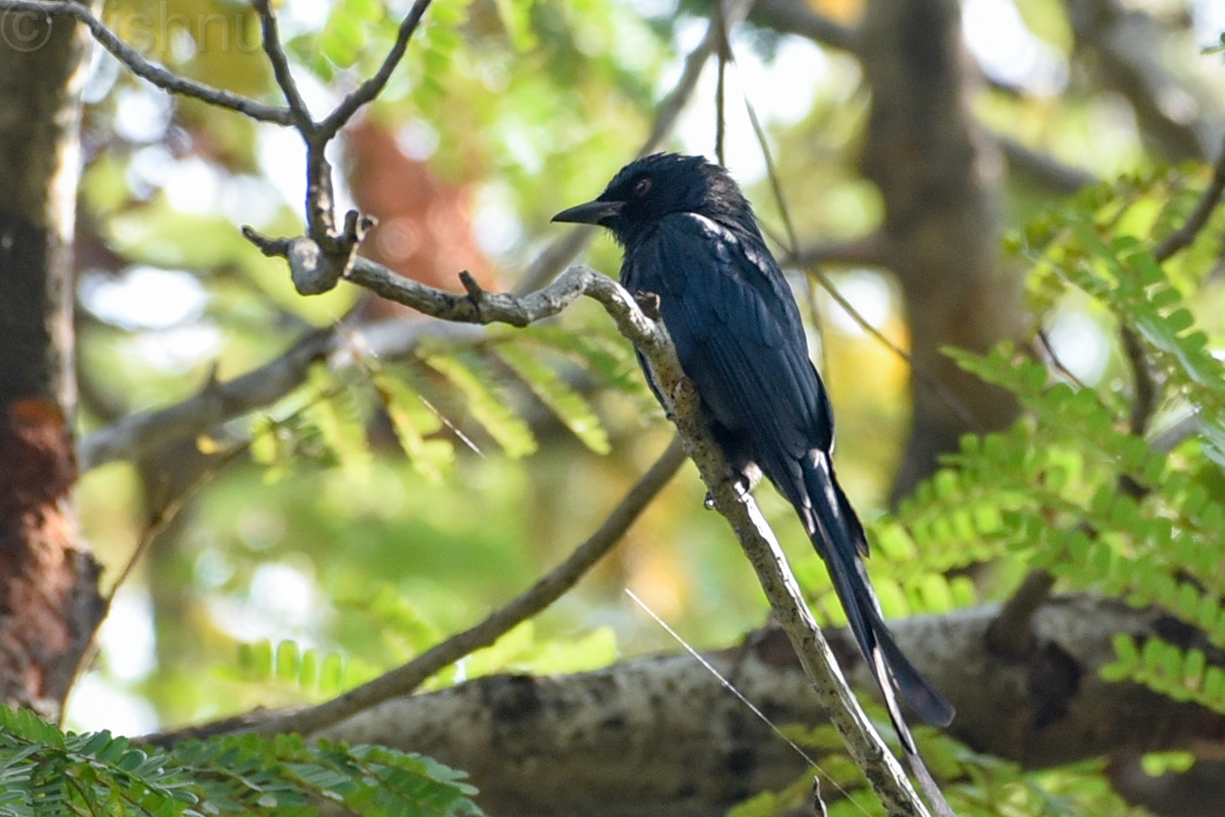 Ashy Drongo