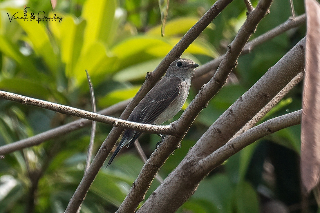 Taiga Flycatcher
