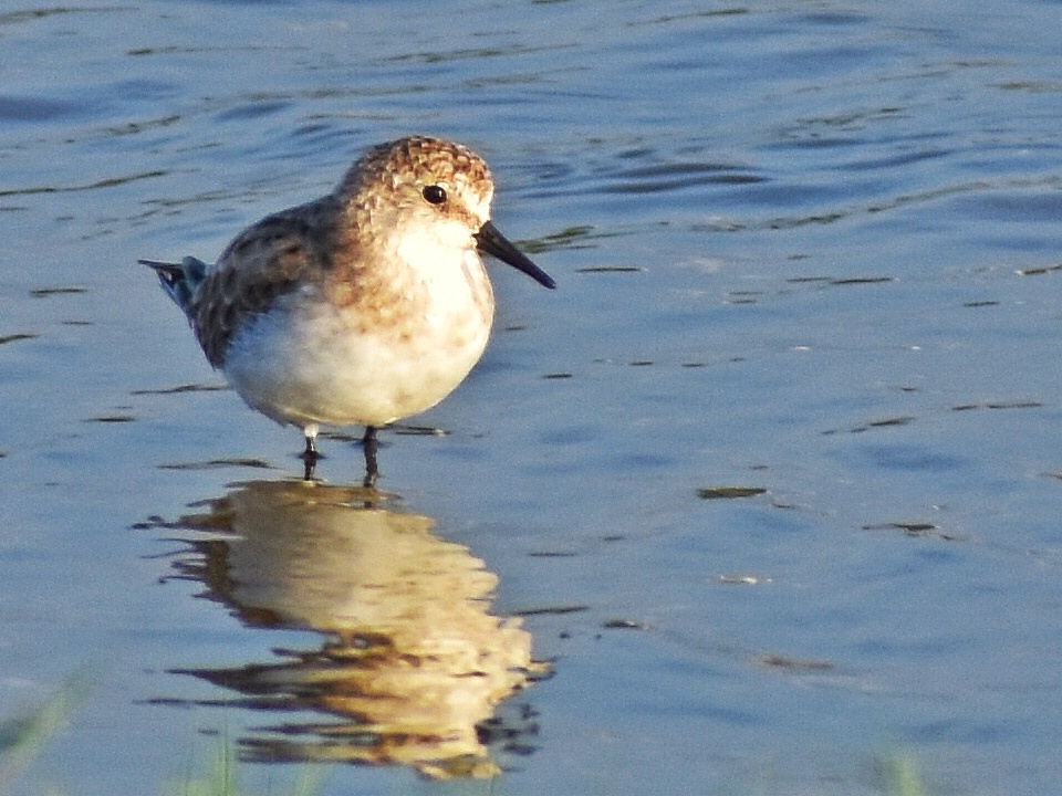 Sanderling