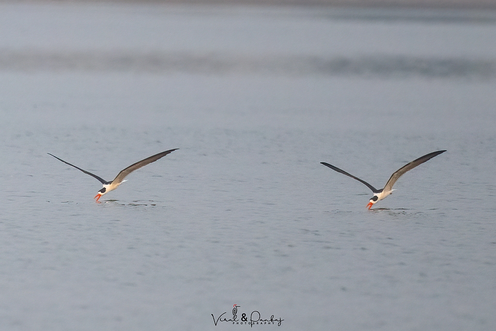 Indian Skimmer