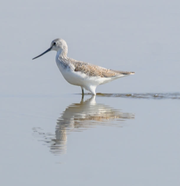 Common Greenshank