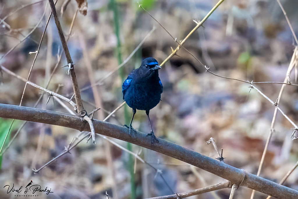 Malabar Whistling Thrush