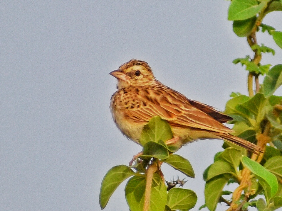Indian Bush Lark