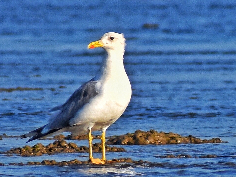 Caspian Gull