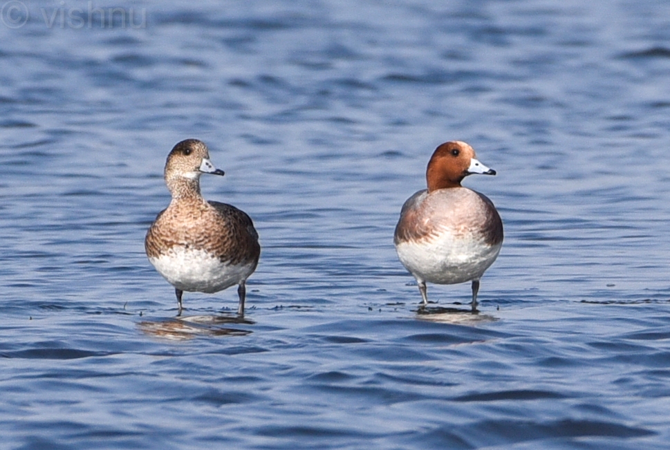 Eurasian Wigeon