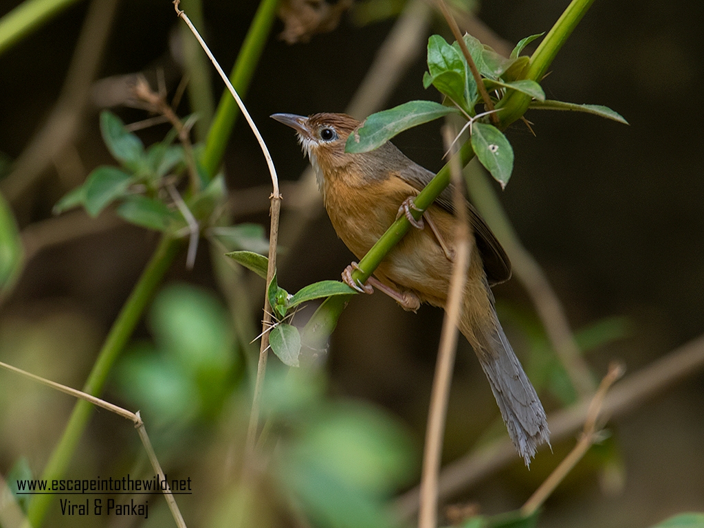 Tawny-bellied Babbler