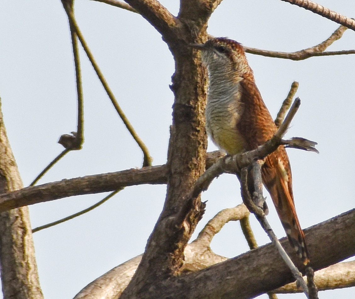 Banded Bay Cuckoo