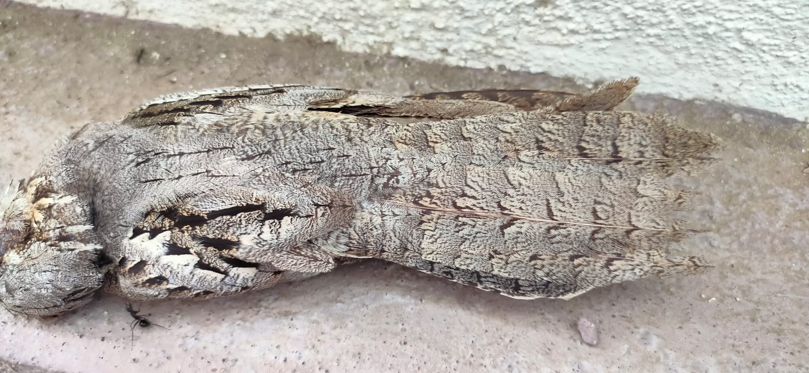 European Nightjar