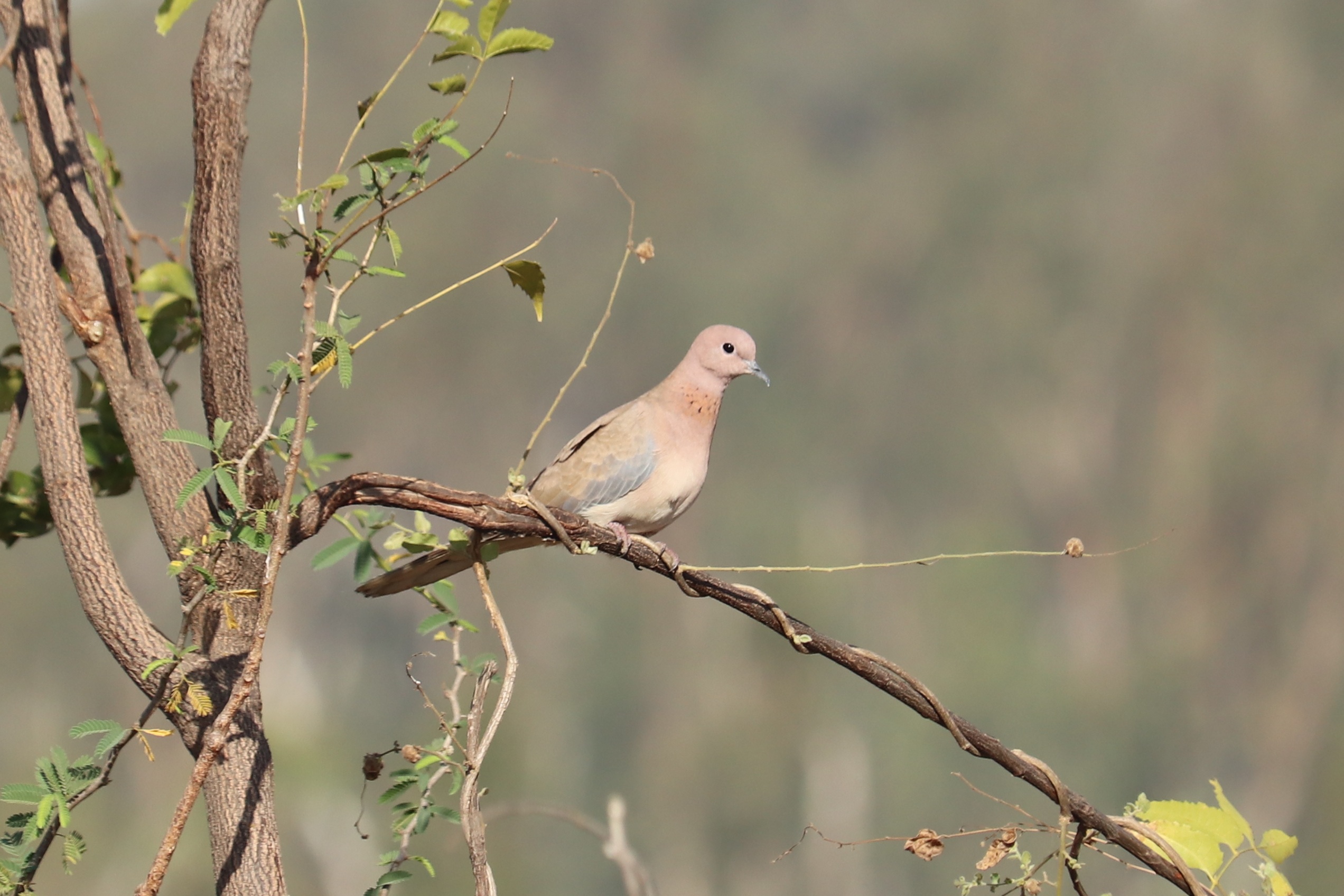 Laughing Dove