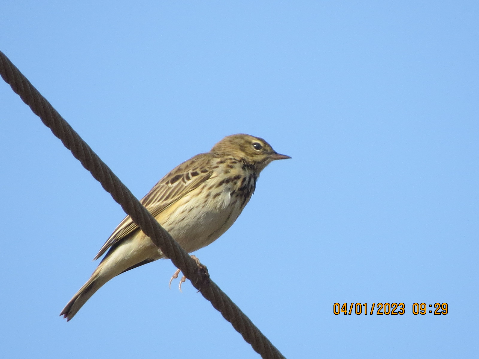 Tree Pipit