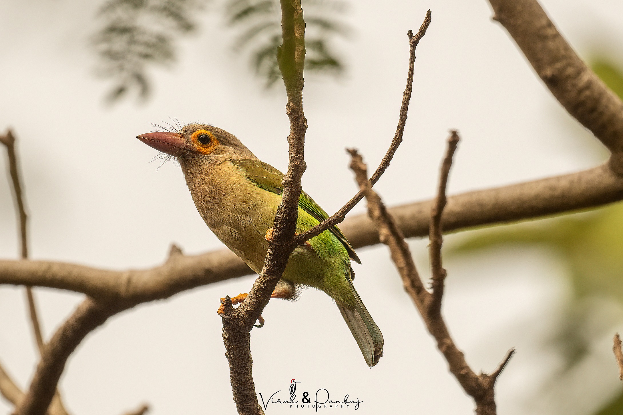 Brown-headed Barbet