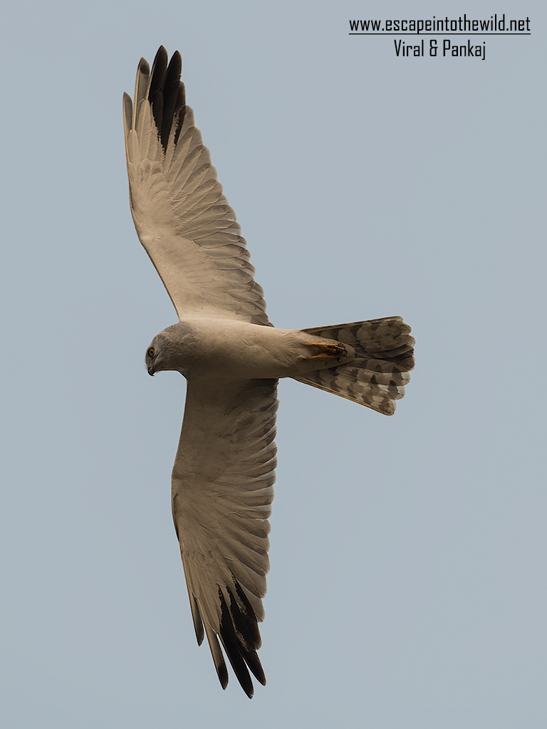 Pallid Harrier